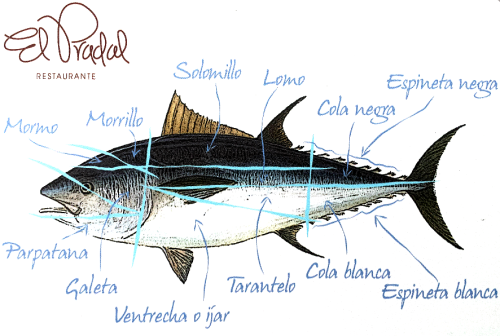 Diferentes partes de un atún